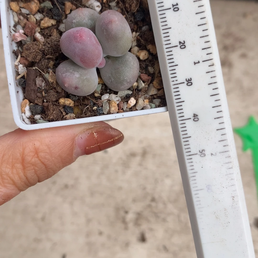 米可奶 精品韩国奶酪多肉