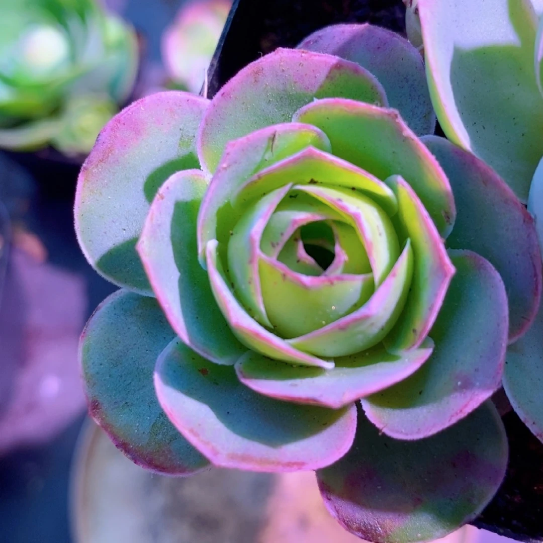 山地玫瑰新粉福利一物一拍502红狐狸