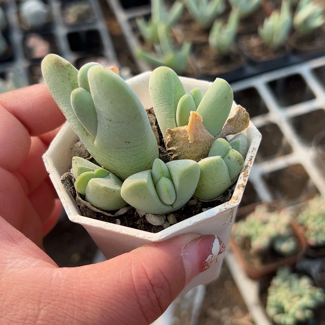 多肉植物神峰玉开花