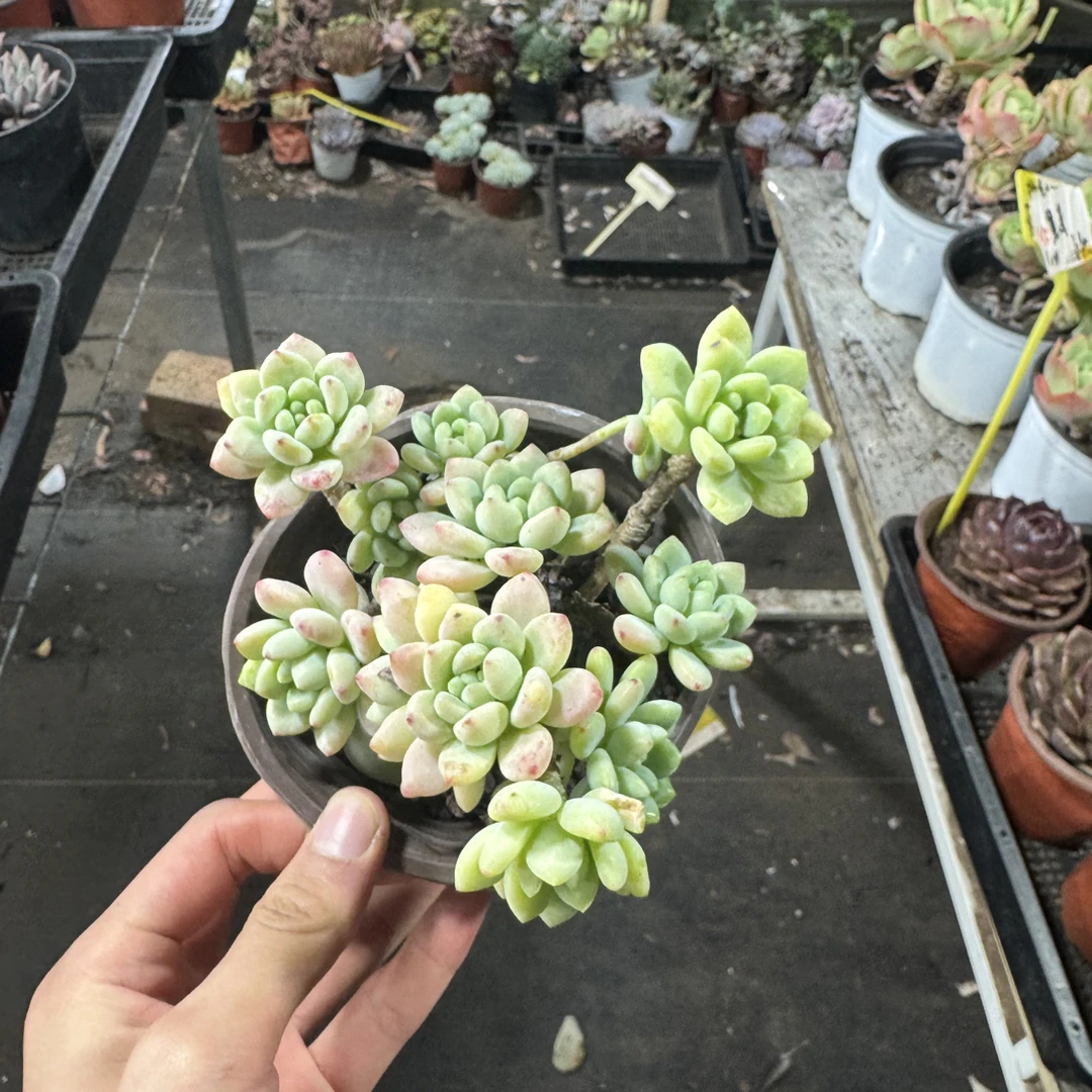 【任意两单包邮】凝之莲阳台办公室庭院老桩盆栽多肉植物多肉盆栽