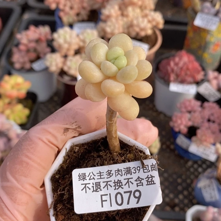 花朵鱼子酱单头1079多肉植物