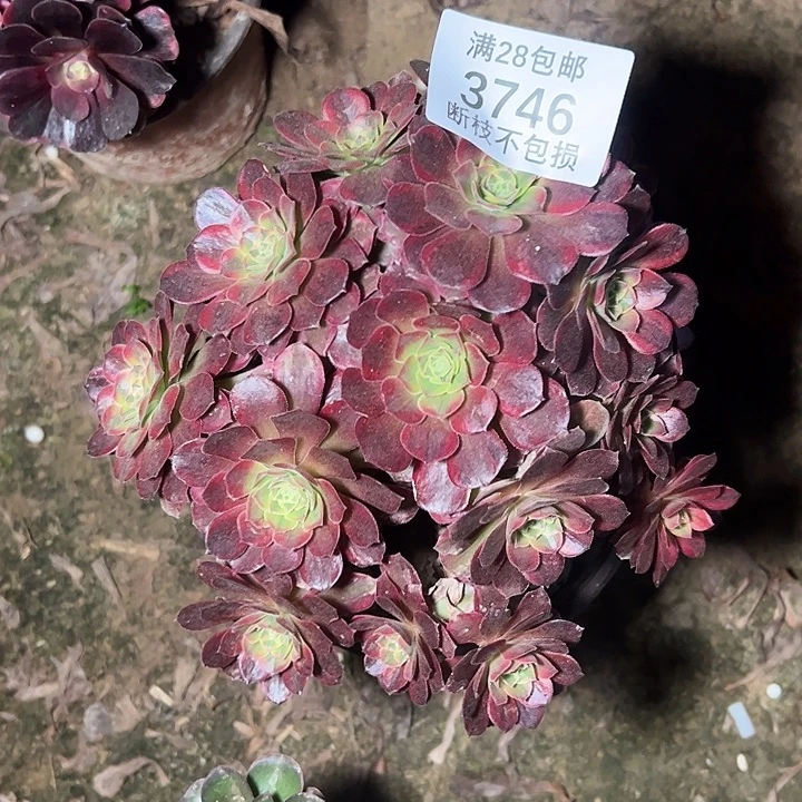 3746红玫瑰安娜多肉植物