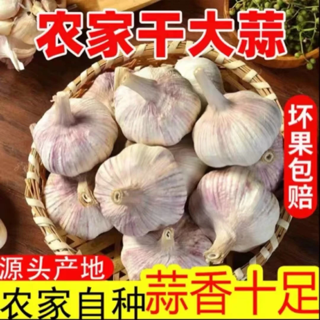 紫白皮多瓣特大干蒜头可腌制爆香农家新鲜晾晒大蒜中果