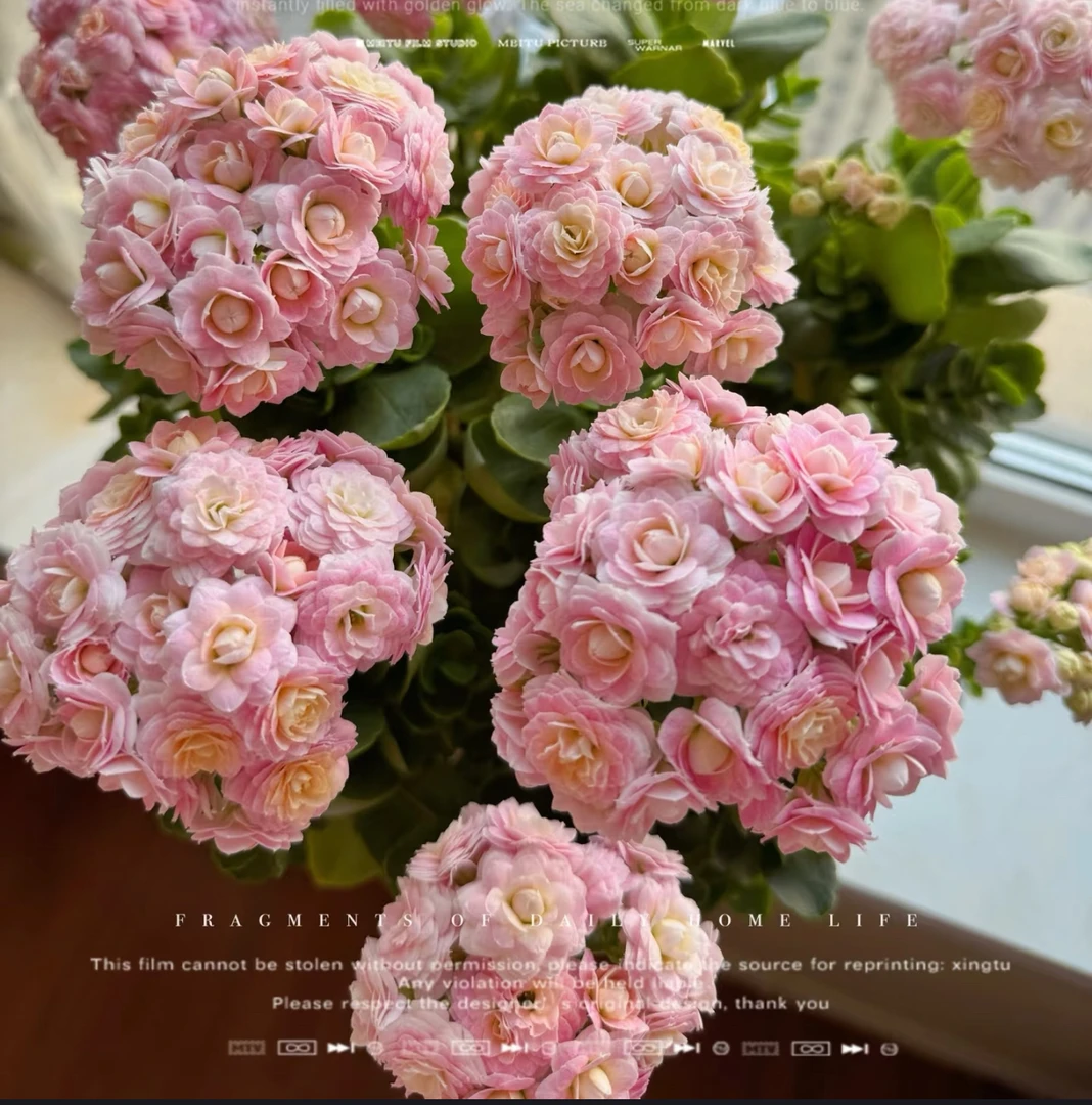 精品蟠桃长寿花室内盆栽