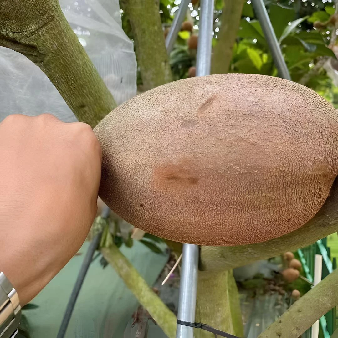 妈咪果种子四季播种阳台盆栽小院种植简单夏季开花高产水果