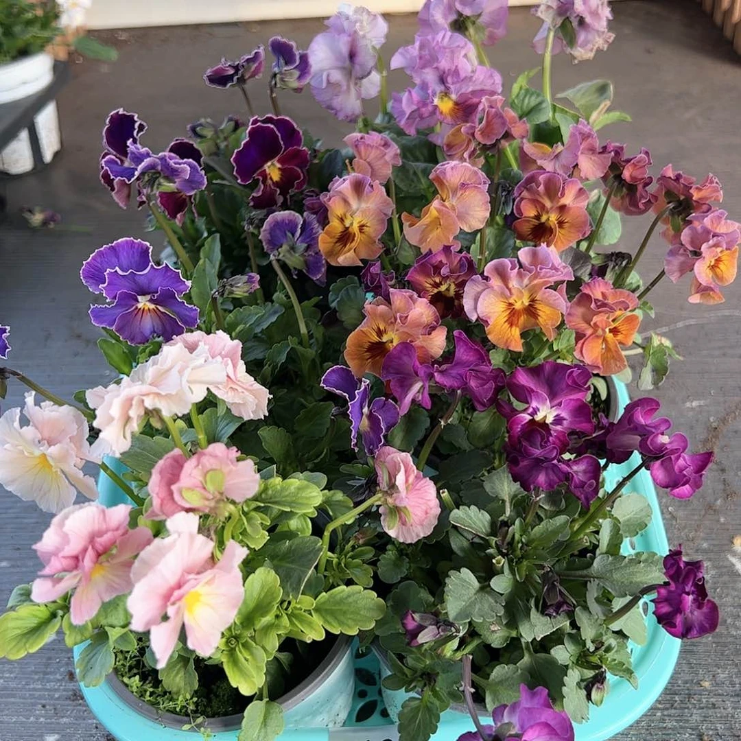 【闪购商品】107号