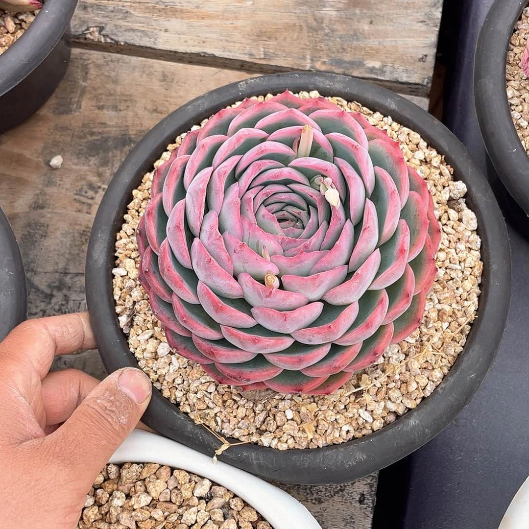 大*亮多肉植物一物一拍