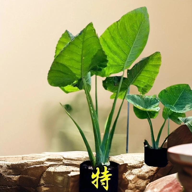 象耳芋大野芋室内外绿植客厅大叶盆栽庭院超大叶植物老桩家大叶大