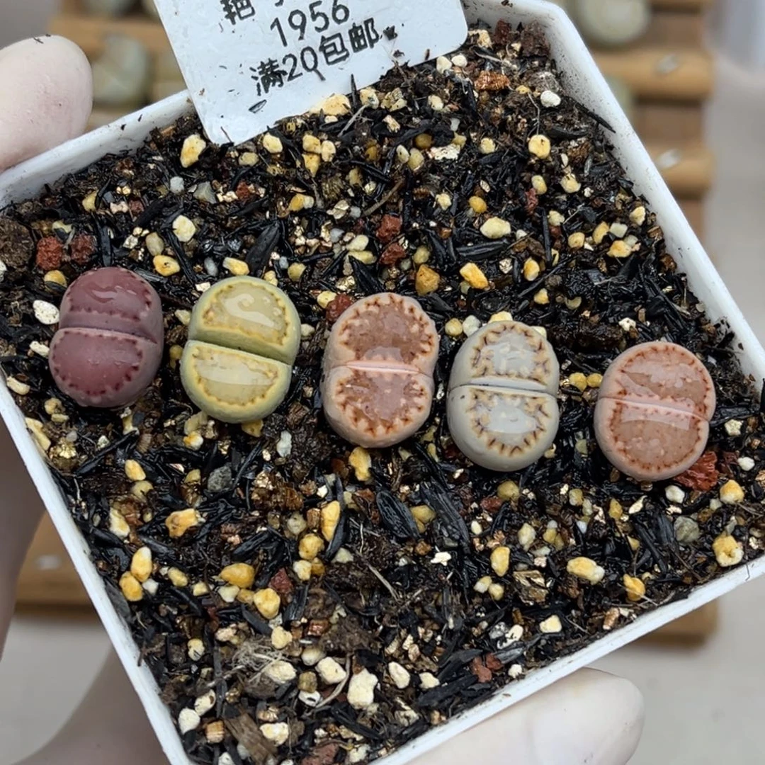 1956号一首饼干发货