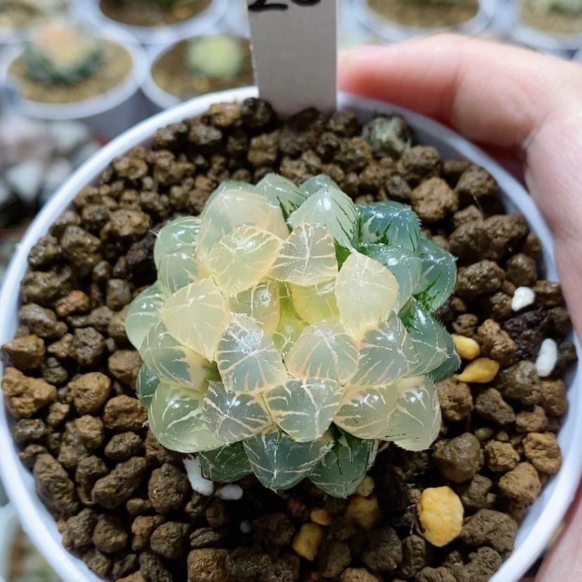【闪购商品】20糊斑蓝镜玉露锦