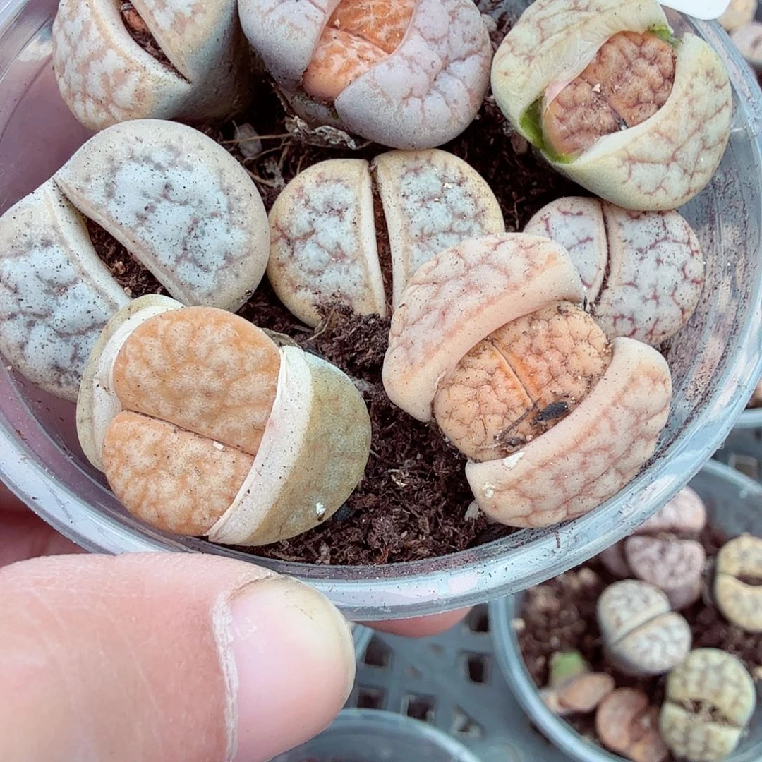 你说是谁在给你们买005不
