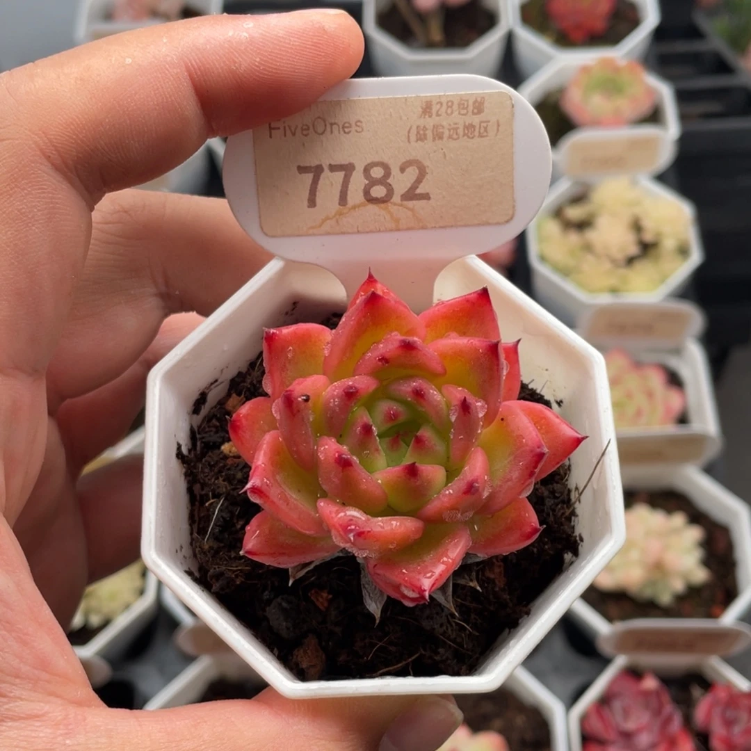 篝火7782-5.0厘米