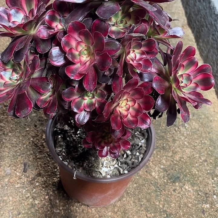 多肉植物香奈儿锦……