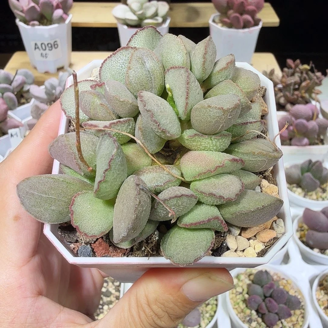 妖姬水泡多肉植物