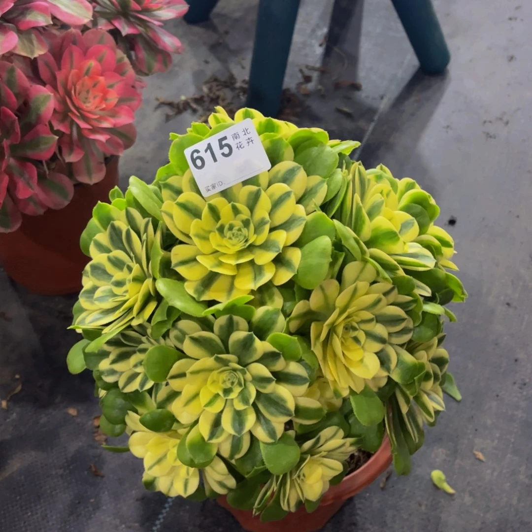 多肉辛尼亚00000615