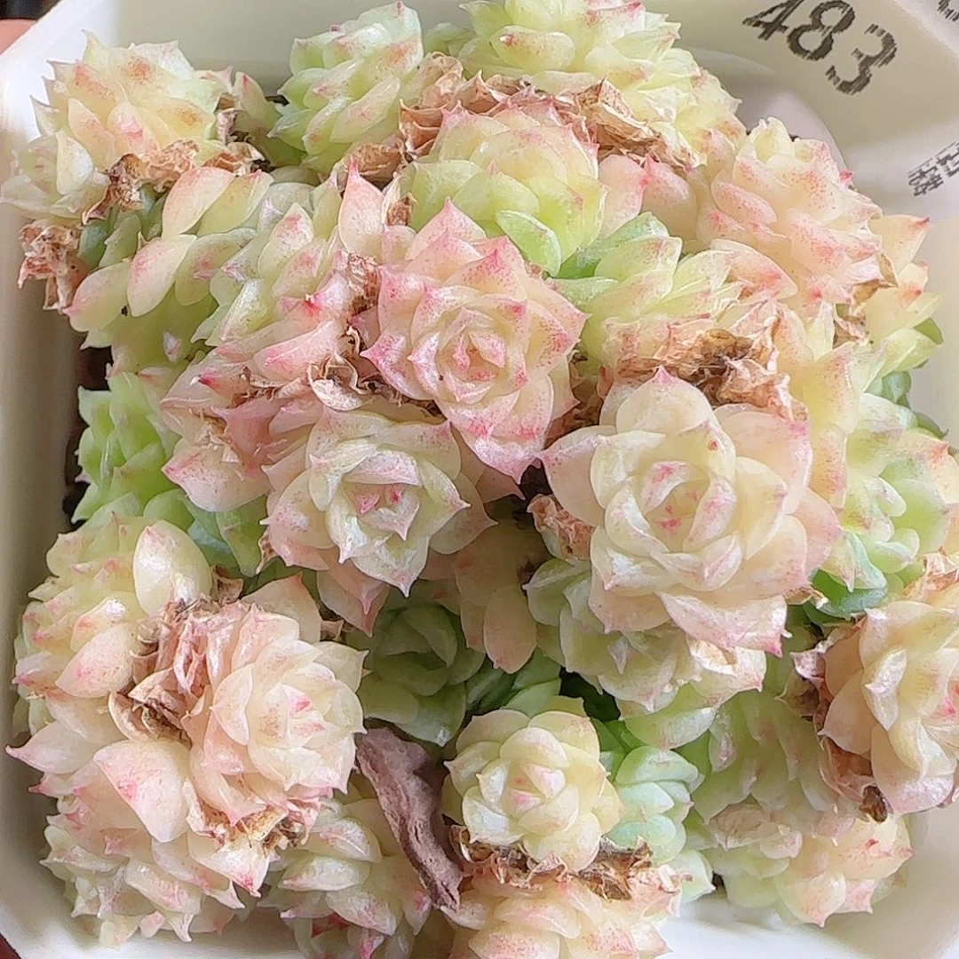 1101–-483麦秆优选不包整