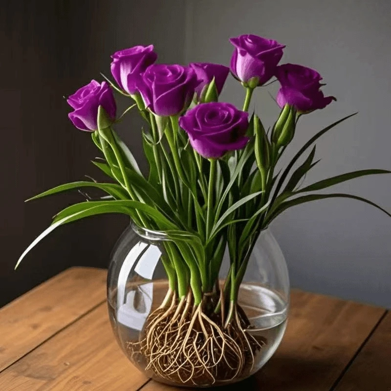 【水培百合玫瑰】大花浓香型重瓣花苗桌面水培花卉宿根植物懒人好养