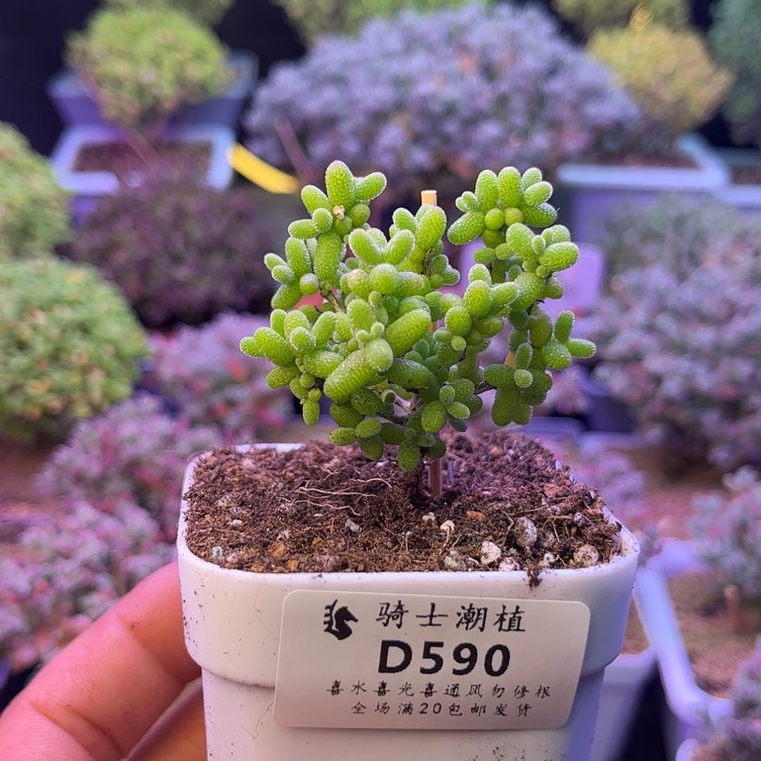 590金桔糖球枝干番杏