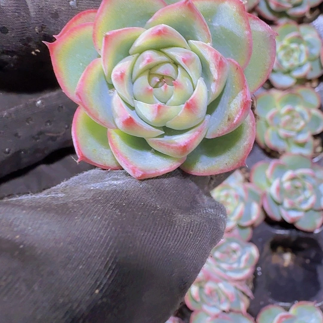 精品粉水晶两颗一组
