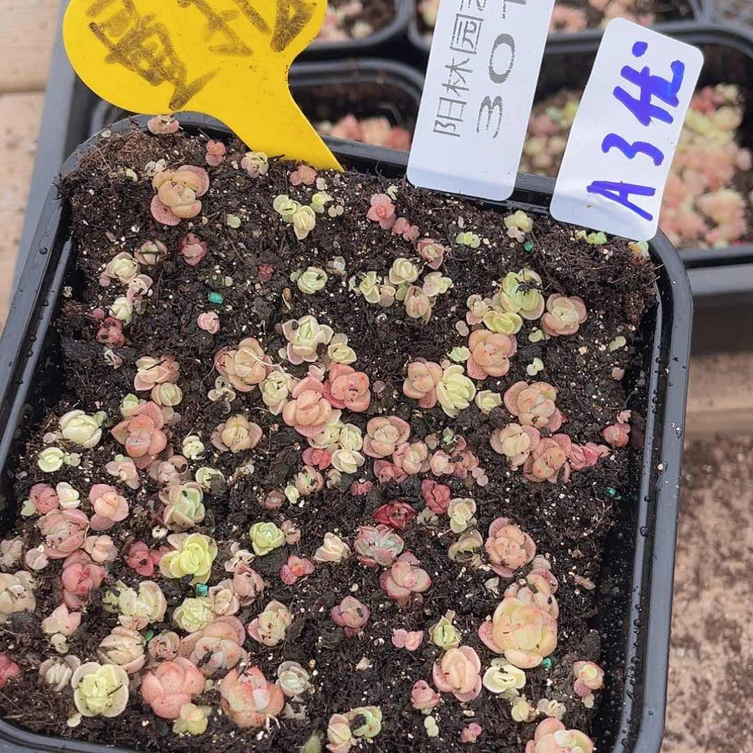 量拍多肉植物多肉植物301