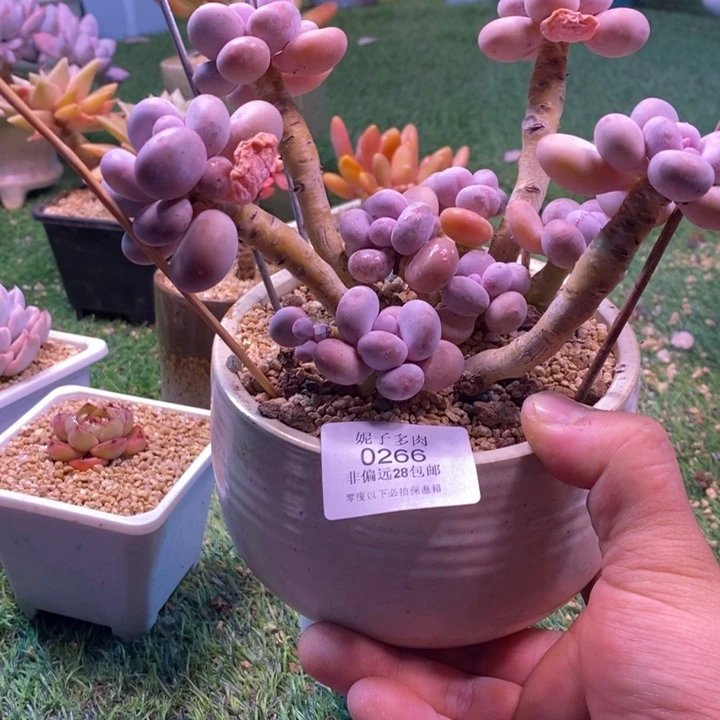 0266啊啊啊啊啊啊啊啊啊啊啊