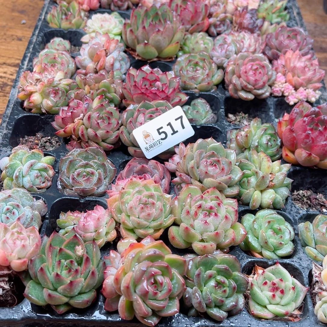 芽*多肉植物多肉植物