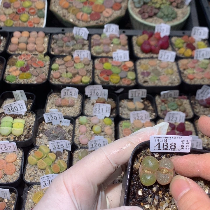 j**a精品生石花38.488