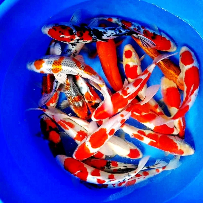 双十一福利血统锦鲤观赏鱼不包邮