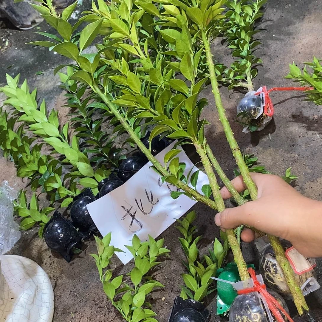 广***欧无花朵那就898房间麻烦