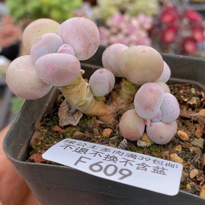 蛋黄奶609多肉植物