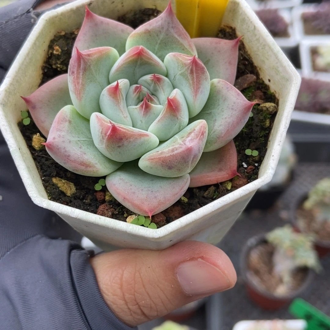 720婚戒多肉植物了