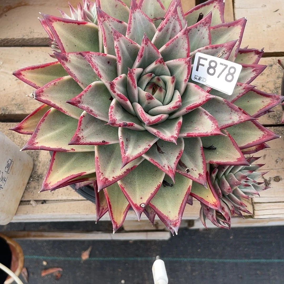 若如东云单拍F878