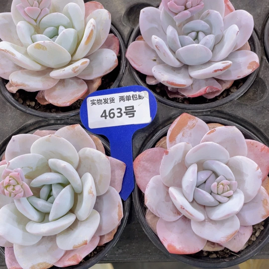 463号宽叶全状态雪莲单头一个