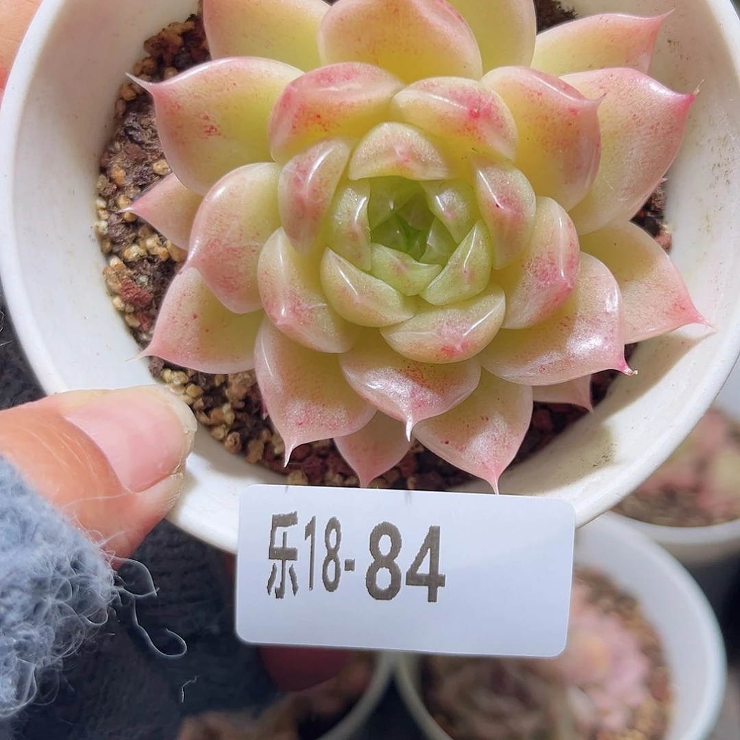 木乐18-84麦秆单头