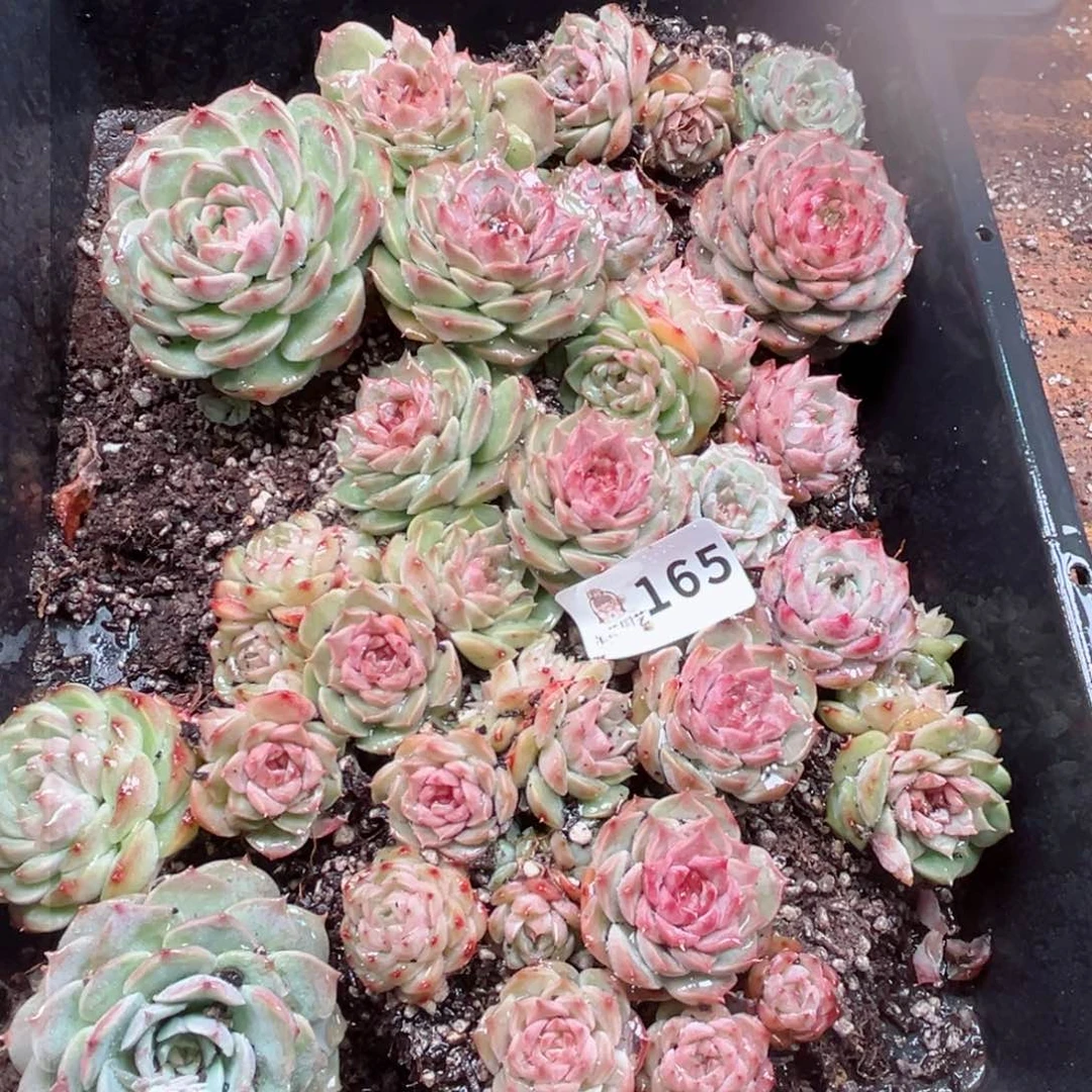 七*多肉植物多肉植物
