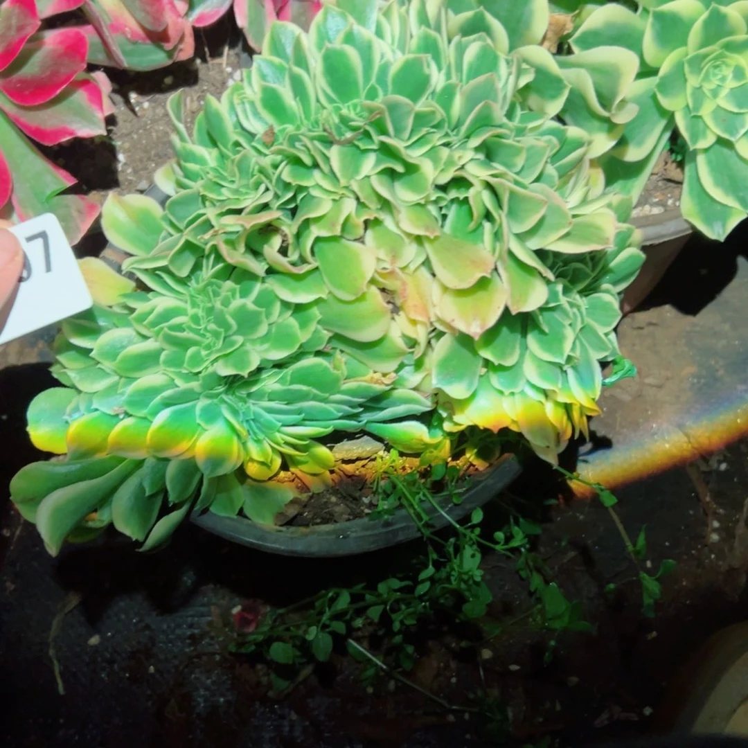 我1007 号多肉法师新年福利