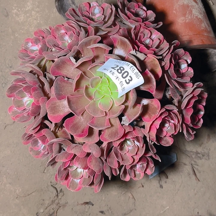 2803爱神多肉植物保护