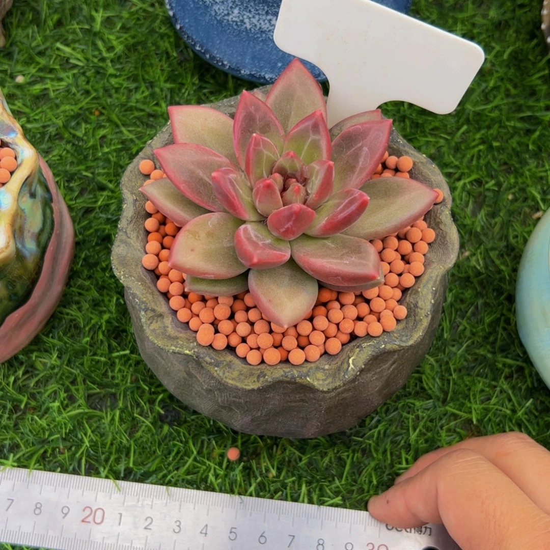 妹***糖单头迷雾泡泡多肉植物