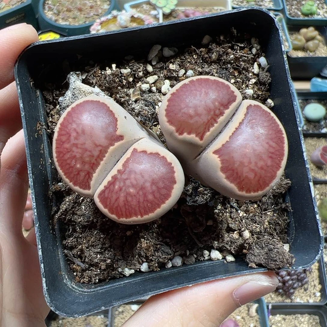 【闪购商品】233 菊