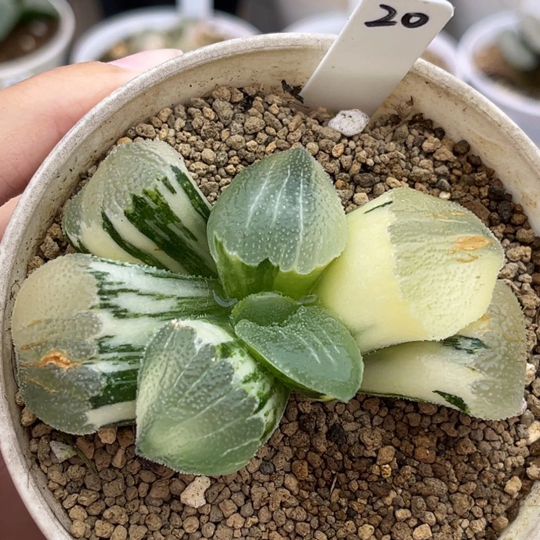 20巨大化蓝光磨面寿锦福利专场