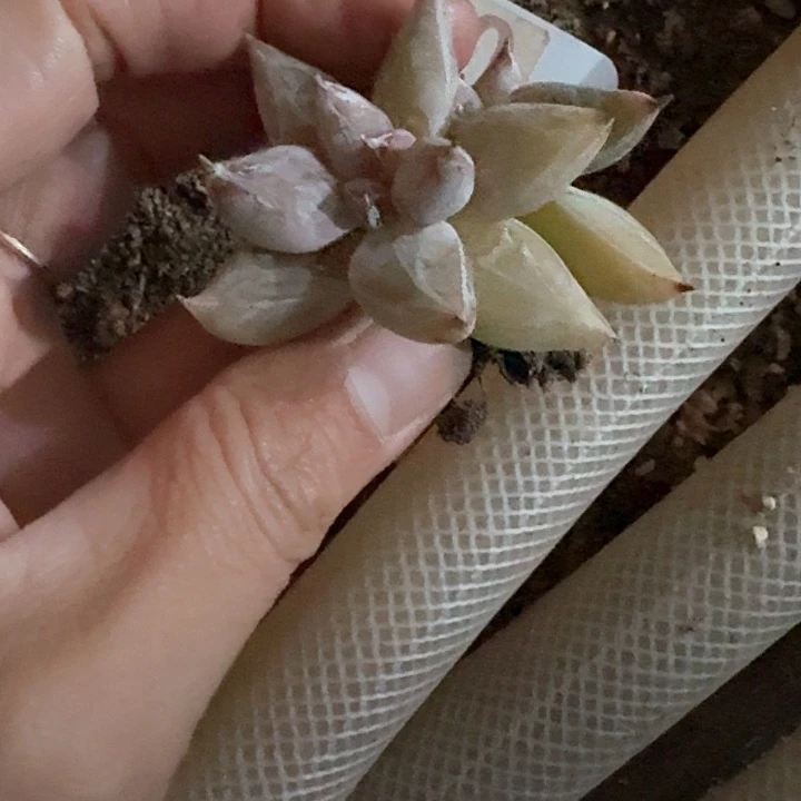 雨**呀vvcfhdjdjdh470