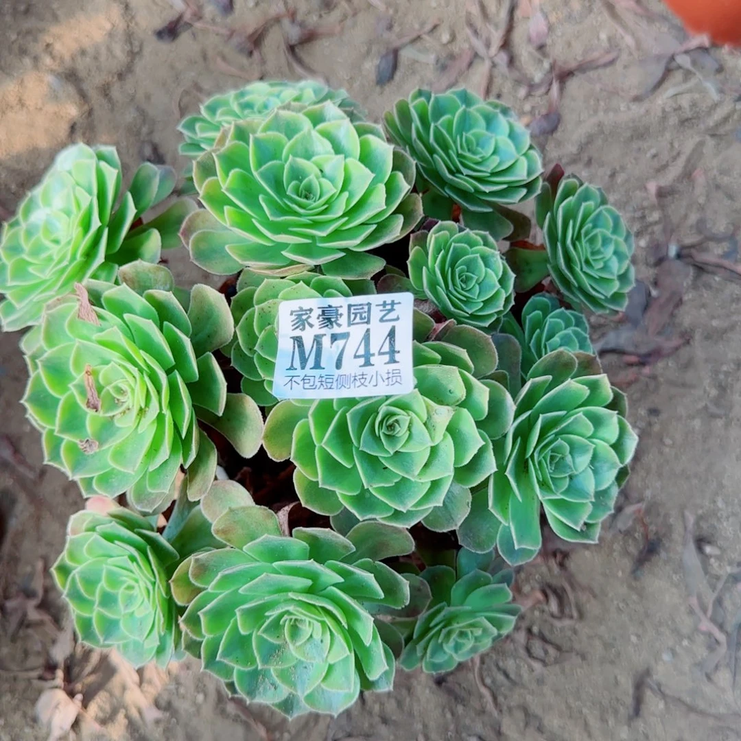 雨荷发师744冠幅22