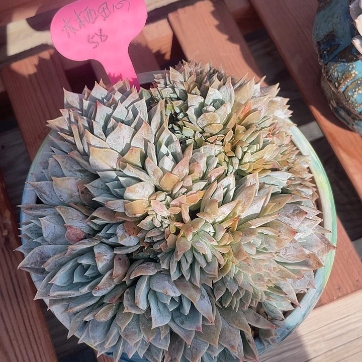 木樨甜心缀化多肉