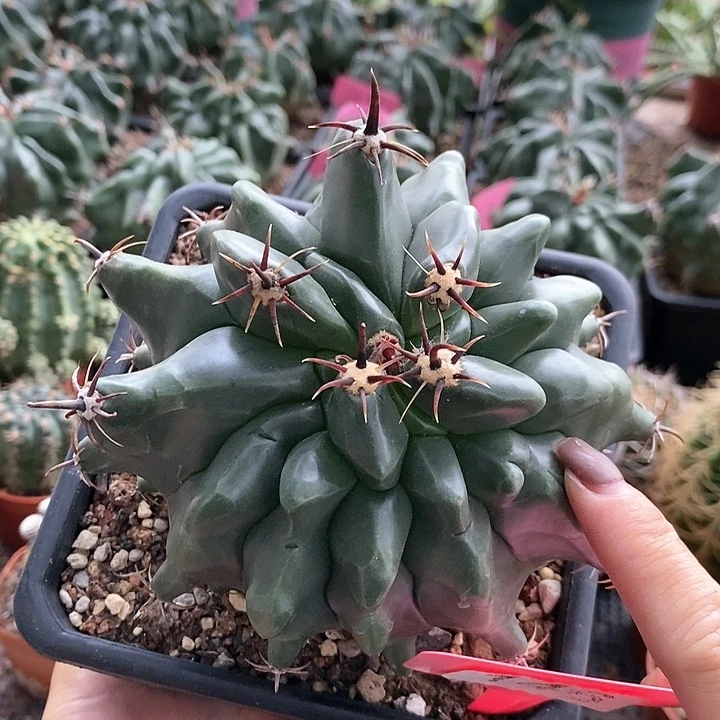 花花草草花花草草