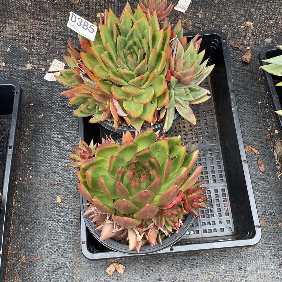 若如东云组拍D385