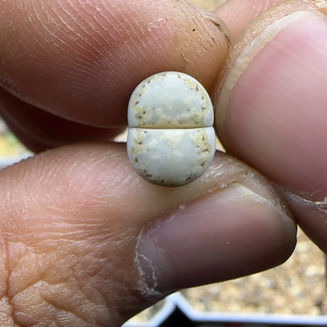 666 生石花大棚直播