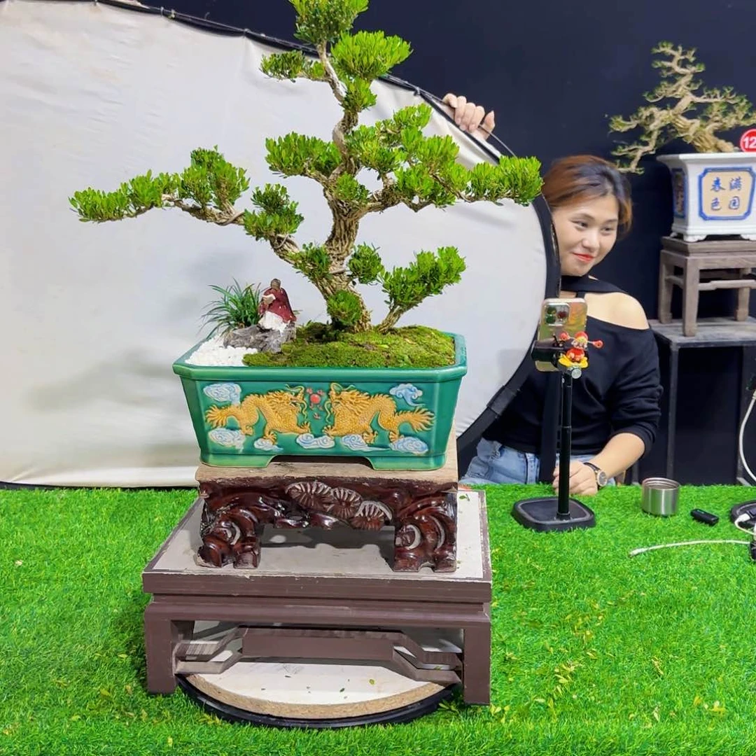 当前无花朵，栽培后可花朵