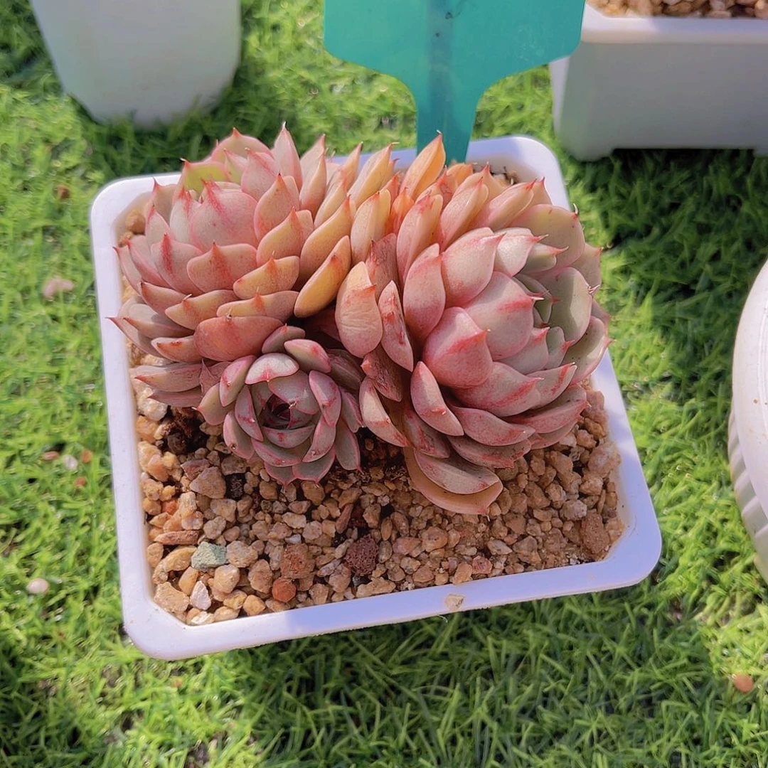 安**身26号多肉植物一物一拍