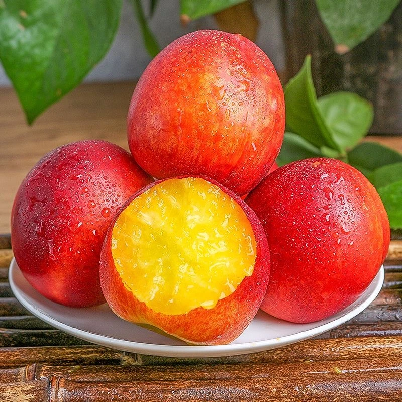 【黄心油桃】湖北新鲜现摘黄肉脆油桃脆甜口感5斤装当季水果