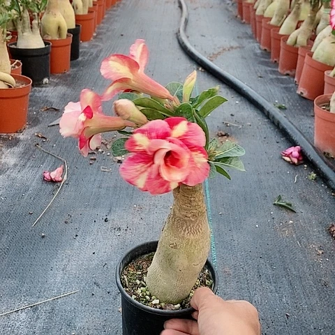 【闪购商品】无花朵美**祎